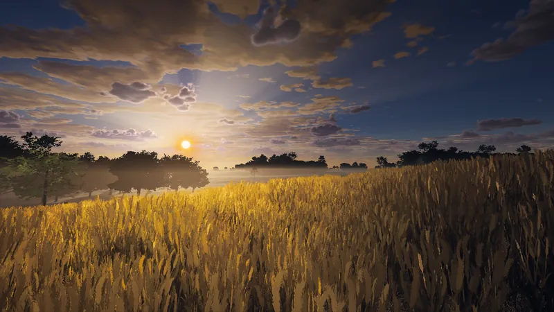 Ripe wheat under a low evening sun